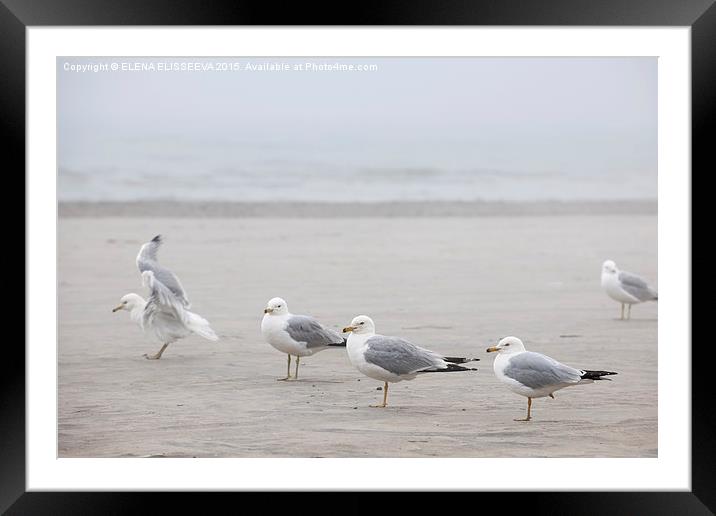 Seagulls on foggy beach Framed Mounted Print by ELENA ELISSEEVA