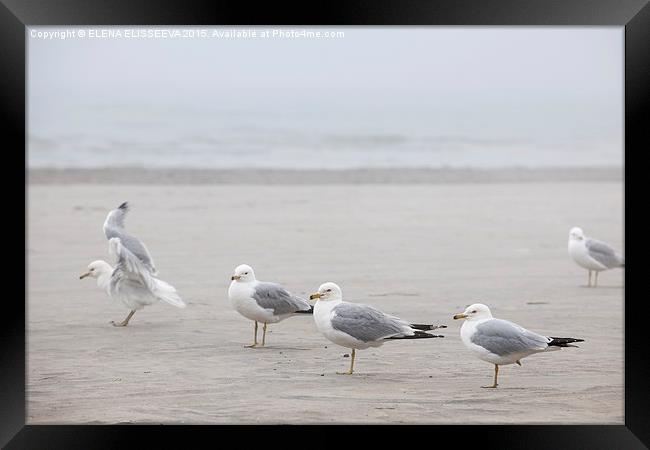 Seagulls on foggy beach Framed Print by ELENA ELISSEEVA