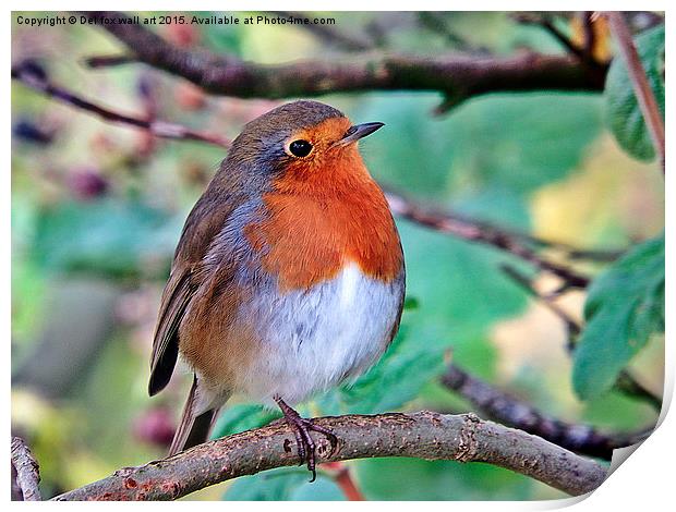  Robin Print by Derrick Fox Lomax