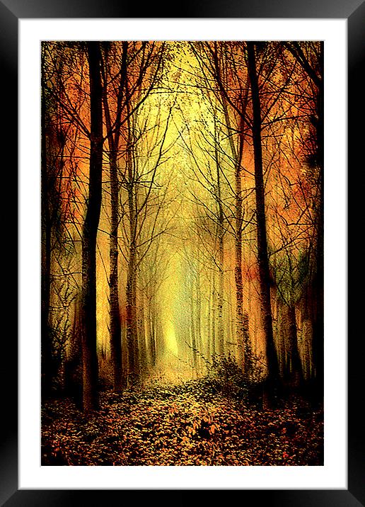  Arch of Trees Framed Mounted Print by Irene Burdell