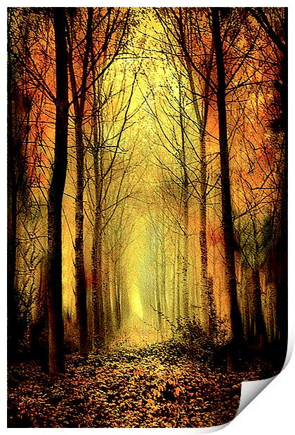  Arch of Trees Print by Irene Burdell