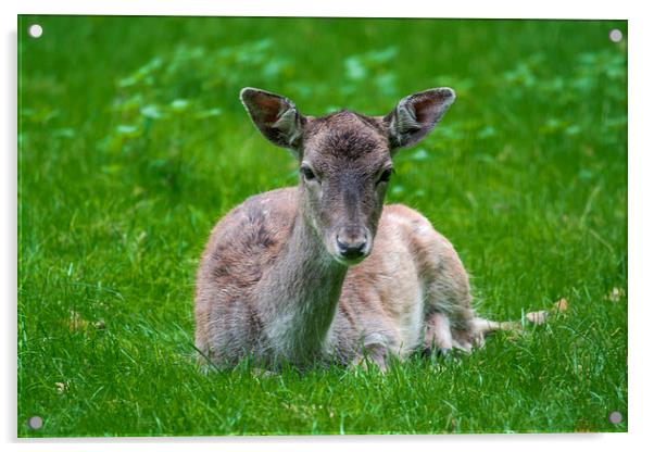  Baby fawn Acrylic by Marina Otto