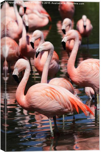  Majestic Pink Flamingos  Canvas Print by DEREK ROBERTS