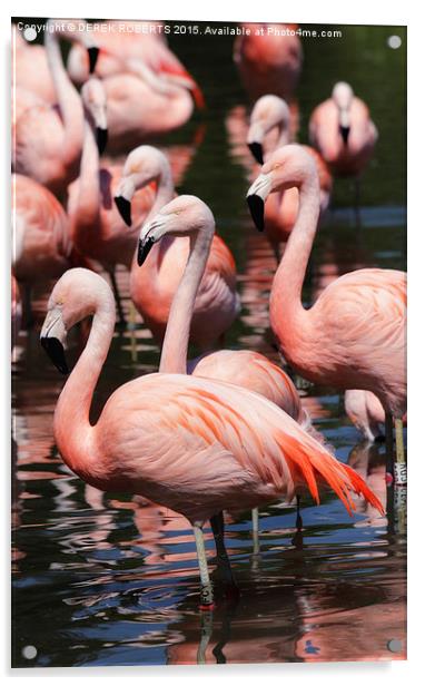  Majestic Pink Flamingos  Acrylic by DEREK ROBERTS