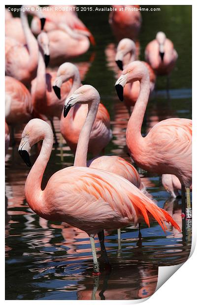  Majestic Pink Flamingos  Print by DEREK ROBERTS