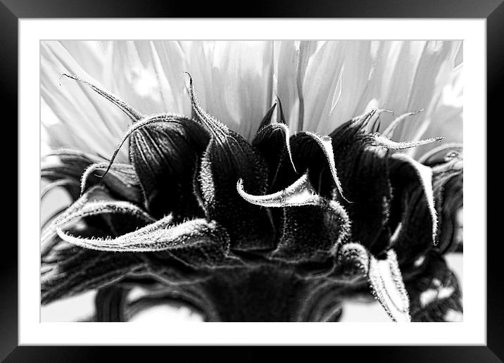  Sunflower Framed Mounted Print by Ally Coxon