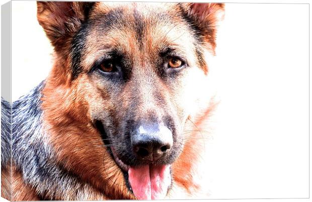 One year old German Shepherd Dog called Jess  Canvas Print by Sue Bottomley