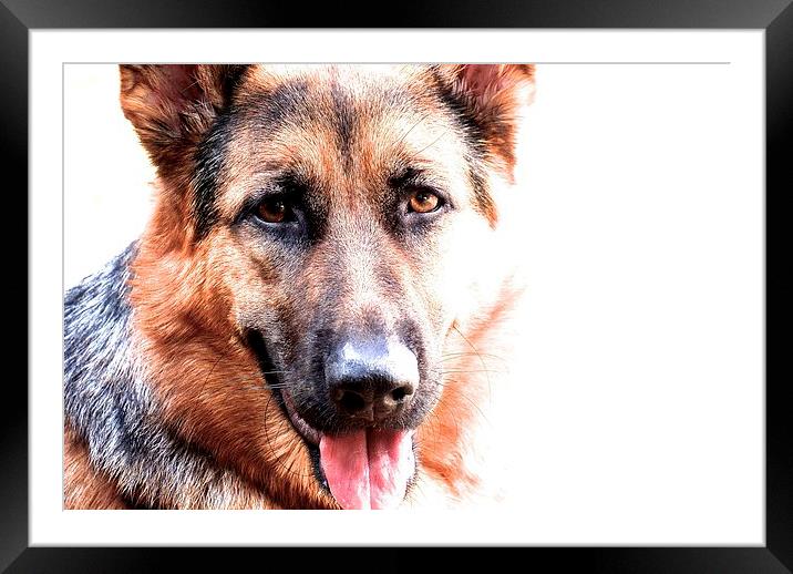 One year old German Shepherd Dog called Jess  Framed Mounted Print by Sue Bottomley