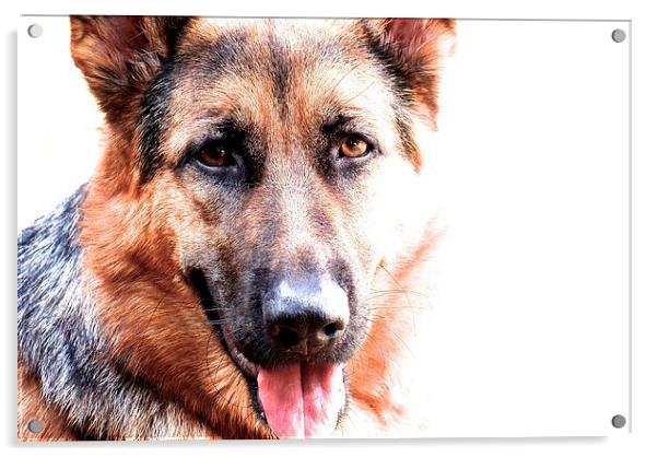 One year old German Shepherd Dog called Jess  Acrylic by Sue Bottomley