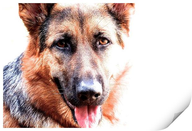 One year old German Shepherd Dog called Jess  Print by Sue Bottomley