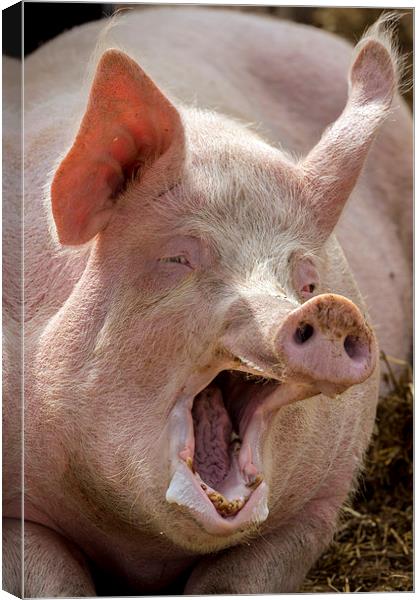  the singing pig Canvas Print by Kelvin Rumsby