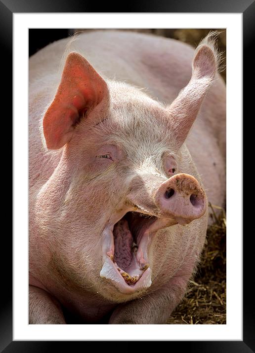  the singing pig Framed Mounted Print by Kelvin Rumsby
