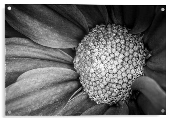  Flower - Up Close Acrylic by Malcolm McHugh