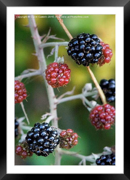  Nature's larder Framed Mounted Print by Claire Castelli