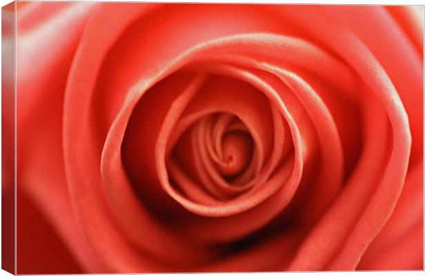 rosy Canvas Print by les tobin