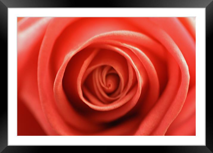 rosy Framed Mounted Print by les tobin