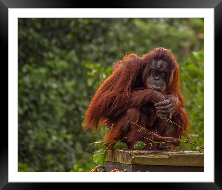  Pondering Primate Framed Mounted Print by andy toby