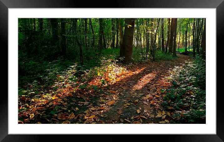 Autumnal West Wood Framed Mounted Print by Karen Magee