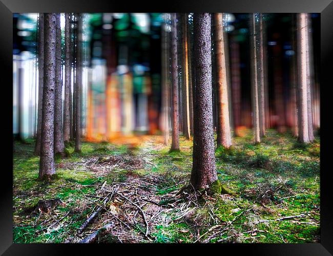  Lost In The Forest Framed Print by Florin Birjoveanu