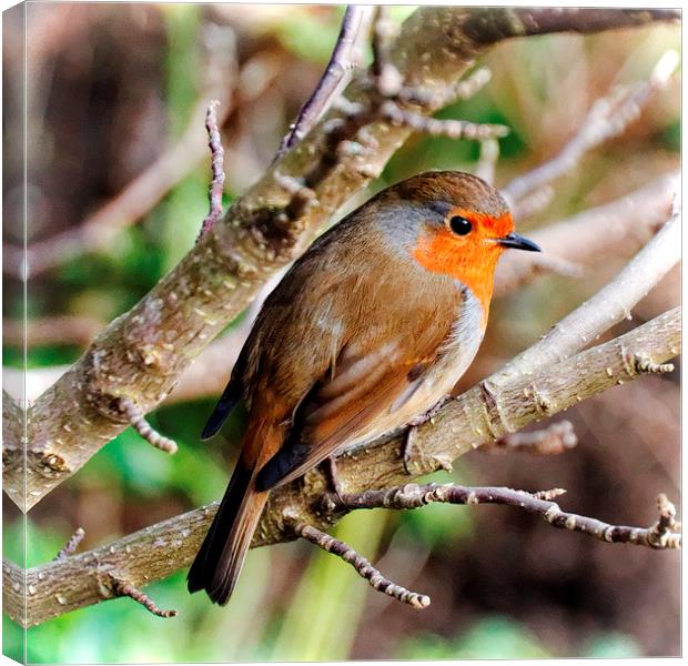  Robin Red-Breast Canvas Print by Paul M Baxter