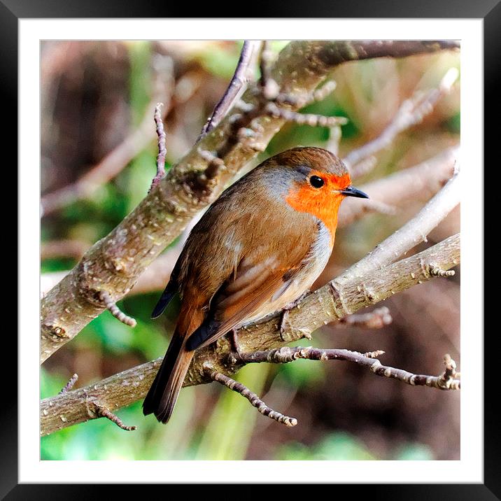  Robin Red-Breast Framed Mounted Print by Paul M Baxter