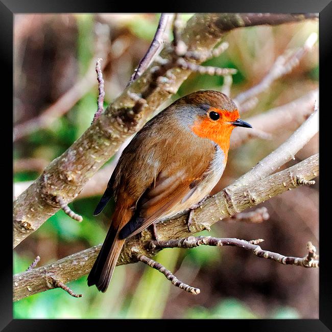 Robin Red-Breast Framed Print by Paul M Baxter