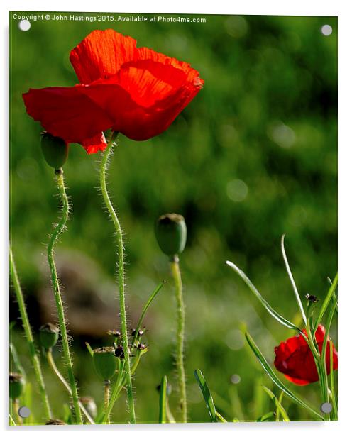  Poppy Red Acrylic by John Hastings
