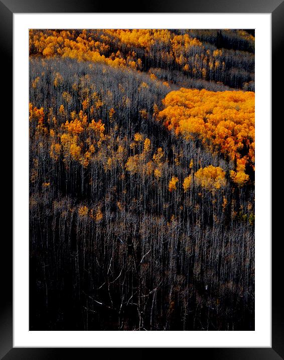  Just before winter forest in Colorado Framed Mounted Print by Patti Barrett