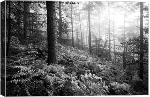  Atmospheric morning in a forest in the Peak Distr Canvas Print by Andrew Kearton