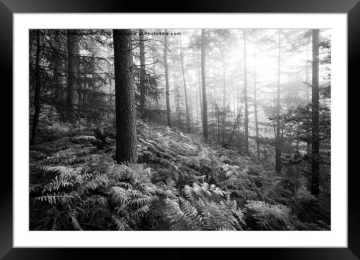  Atmospheric morning in a forest in the Peak Distr Framed Mounted Print by Andrew Kearton