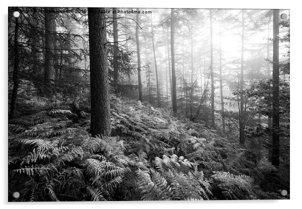  Atmospheric morning in a forest in the Peak Distr Acrylic by Andrew Kearton