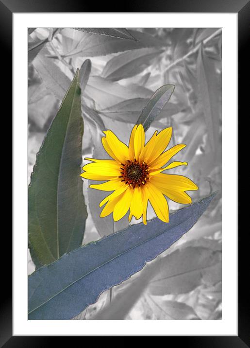 yellow on gray Framed Mounted Print by Marinela Feier