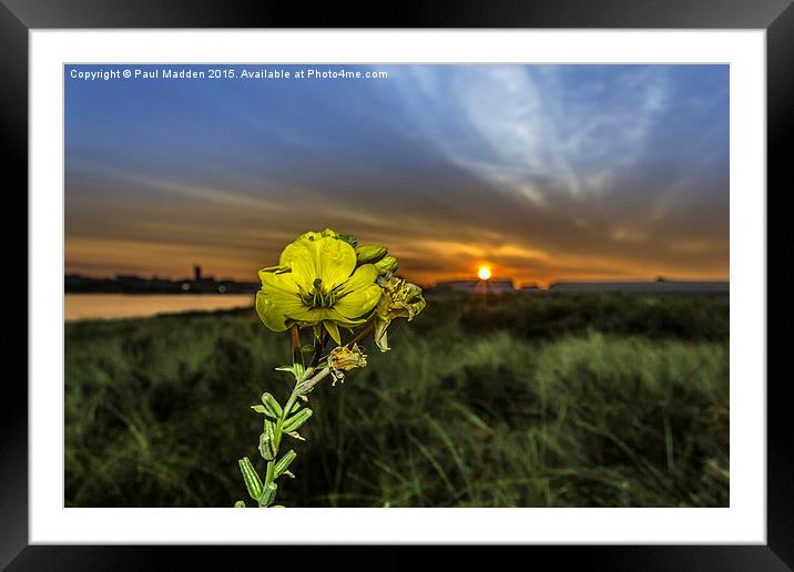 Evening Primrose in the morning sun Framed Mounted Print by Paul Madden