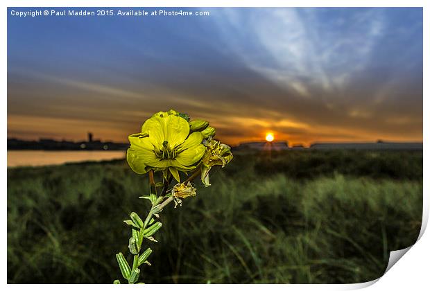 Evening Primrose in the morning sun Print by Paul Madden