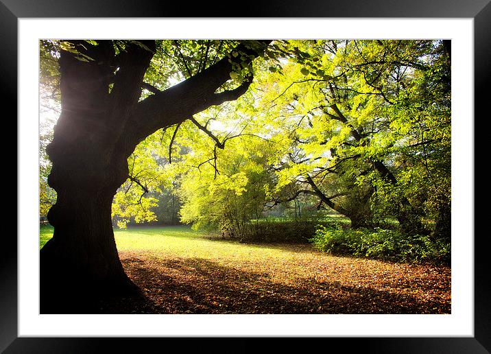 Park in spring time Framed Mounted Print by Dariusz Miszkiel