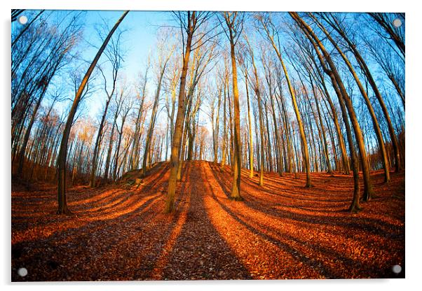 Beech forest Acrylic by Dariusz Miszkiel