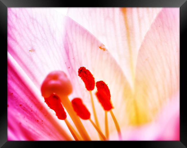 Lilly  flower closeup Framed Print by Dariusz Miszkiel