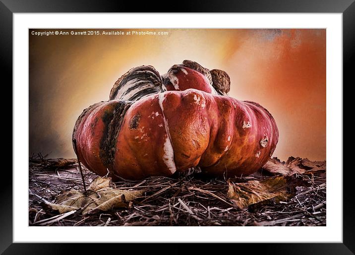 Monster Pumpkin Framed Mounted Print by Ann Garrett