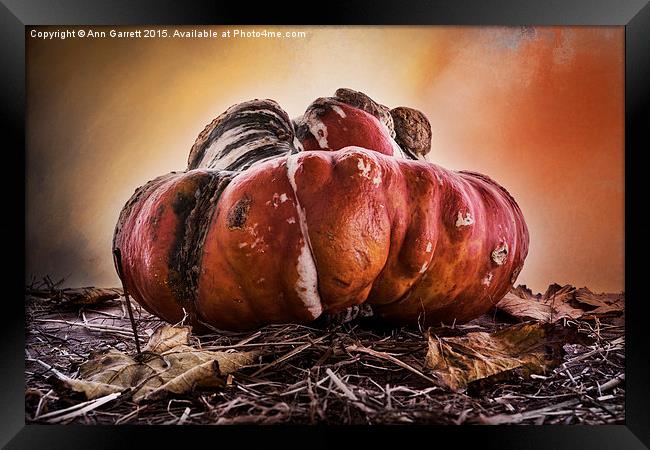Monster Pumpkin Framed Print by Ann Garrett