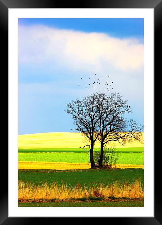 Solitary tree Framed Mounted Print by Dariusz Miszkiel