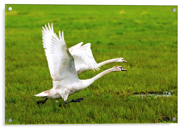 Swans in flight Acrylic by Dariusz Miszkiel