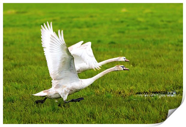 Swans in flight Print by Dariusz Miszkiel