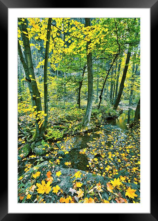 Creek in fall time Framed Mounted Print by Dariusz Miszkiel