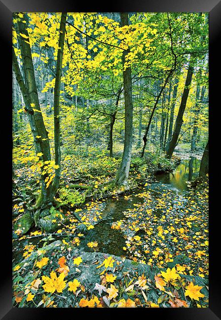 Creek in fall time Framed Print by Dariusz Miszkiel
