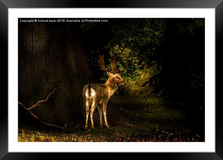  Spirit of the Wood Framed Mounted Print by richard sayer