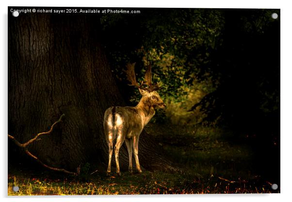  Spirit of the Wood Acrylic by richard sayer