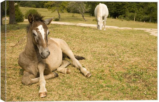 Young horse laying down. Canvas Print by Ian Middleton