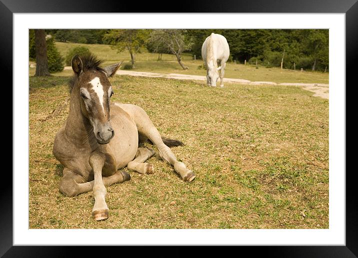 Young horse laying down. Framed Mounted Print by Ian Middleton
