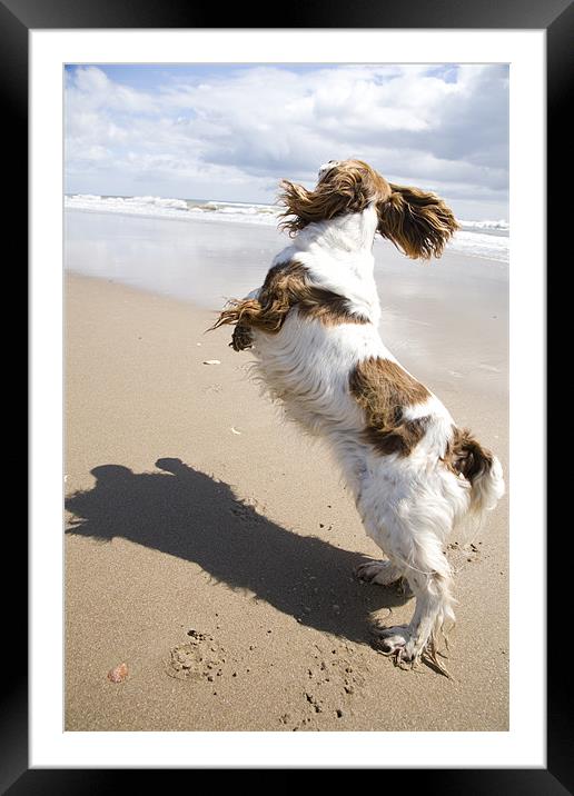 Dog on Ballynaclash beach, County Wexford Framed Mounted Print by Ian Middleton