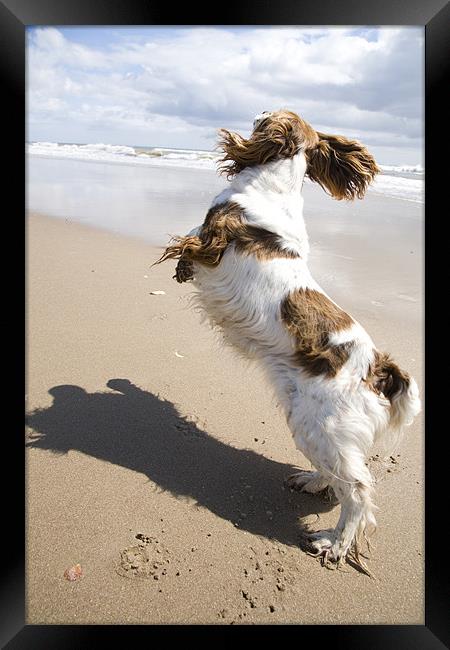 Dog on Ballynaclash beach, County Wexford Framed Print by Ian Middleton